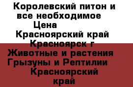 Королевский питон и все необходимое  › Цена ­ 12 500 - Красноярский край, Красноярск г. Животные и растения » Грызуны и Рептилии   . Красноярский край